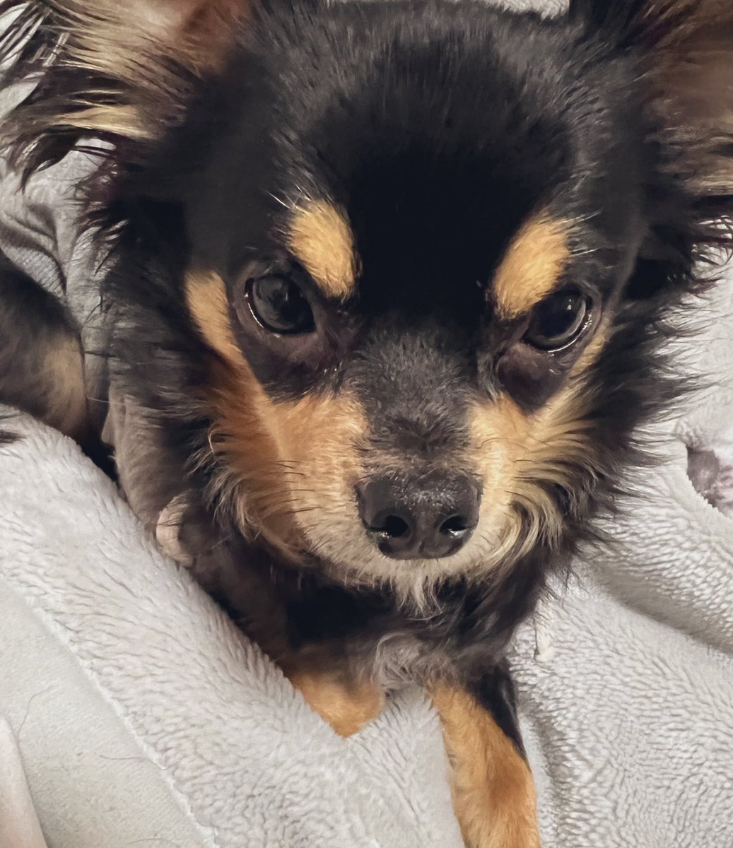 親から隙間ストック買っちゃった❤️って写メきたんだけど詰められてるの缶詰かと思ったら父親の酒しか入ってなくてキショいって言ってもたから顔がいいチワワの写メ送ったチワLOVE 