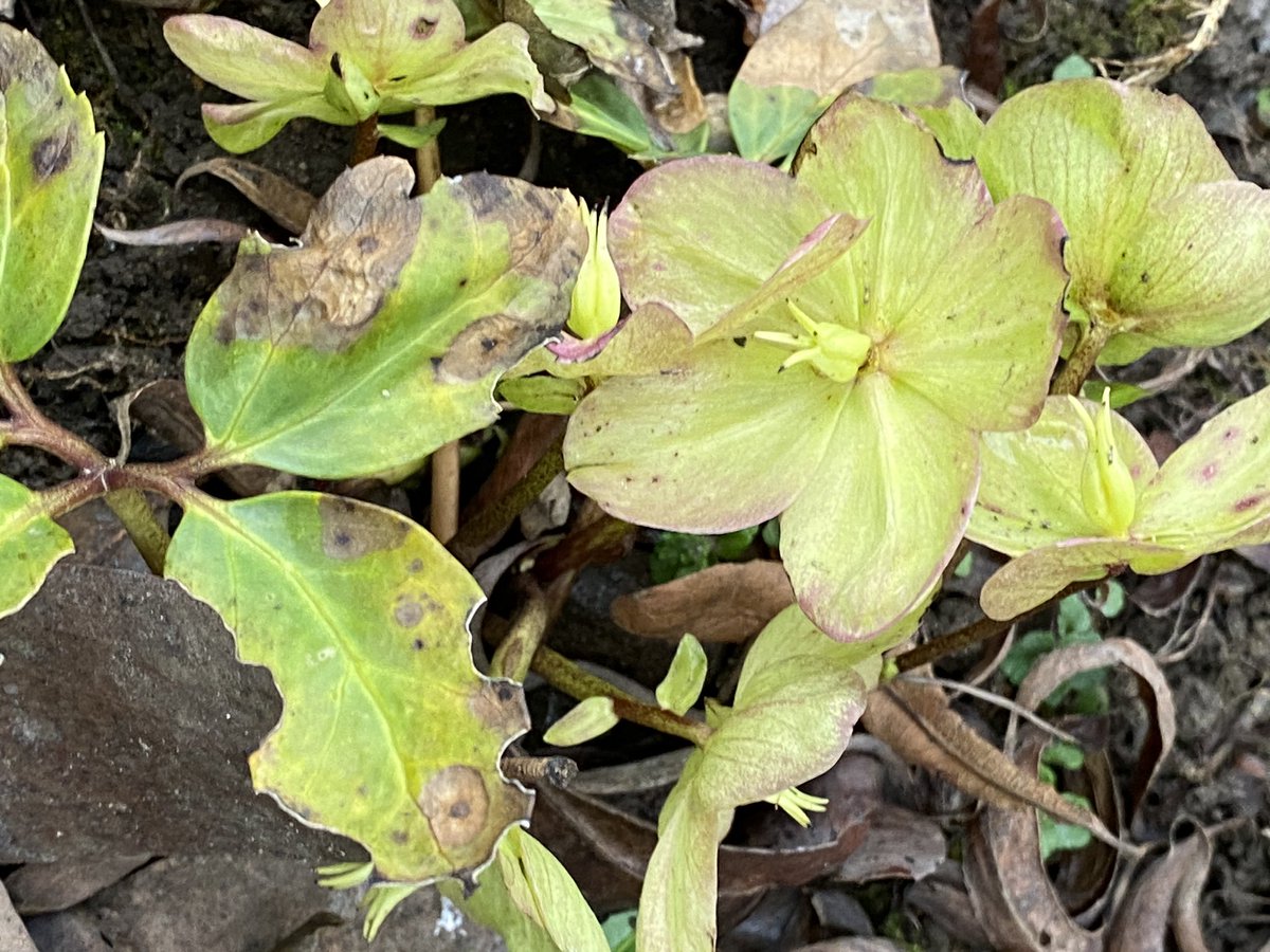 Morning all Happy Sunday #UKGiftHour #UKGiftAM the sun’s out and the garden is calling. Crocus Hellebores Primroses and snowdrops are showing off! #SMILEtt23 #MHHSBD #ShopIndie what’s happening where you are?