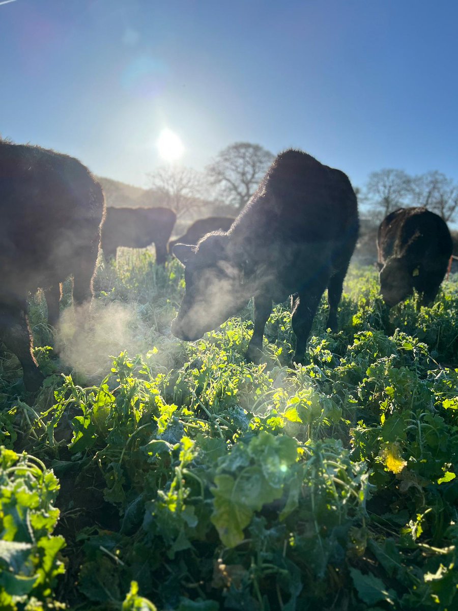 CreditonMilling's tweet photo. These cattle are enjoying a frosty morning on their forage rape, kale and turnip mix, complemented with a daily dose of CMC Stockrite 18 and some silage to ensure a balanced diet 👌
#fedbycmc #springgrazing https://t.co/WW7E9j7x0B