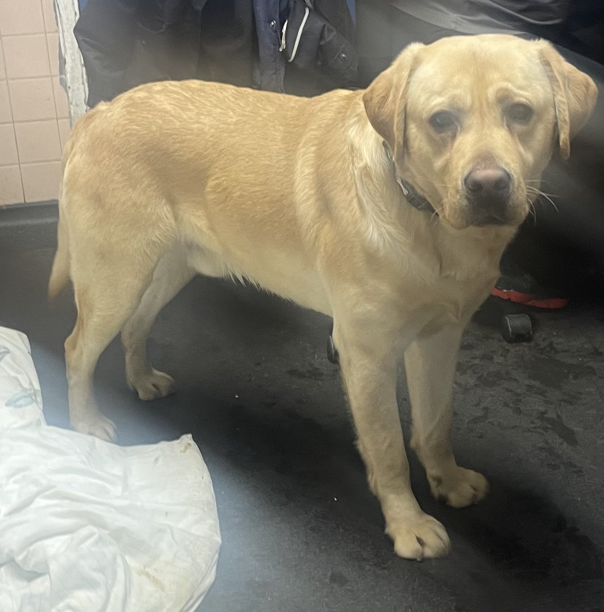 Please retweet to help 'unnamed'💔 Labrador to find a home #SHEFFIELD #UK 

Found as a stray, very nervous, he may be able to live with older children and needs to be the only pet. He will require a few meets before going home. 
Please READ FULL DETAILS 
ineedahome.co.uk/dogs/13253-mal……