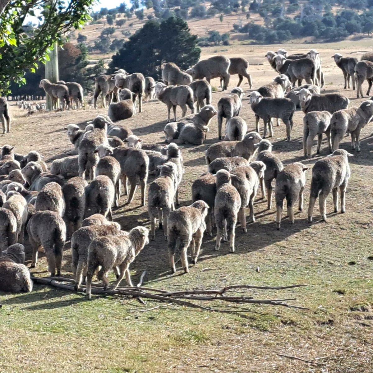 AdvisoryBlyth's tweet photo. I left New Zealand at the end of last week, now having a few days catching up with a couple of Nuffield scholars in Tasmania. They've taken me on a few farm visits which have been really interesting. Now off to Australia for more meetings and visits. #nuffield2021 #sheepTec https://t.co/3wvQQgUjxk