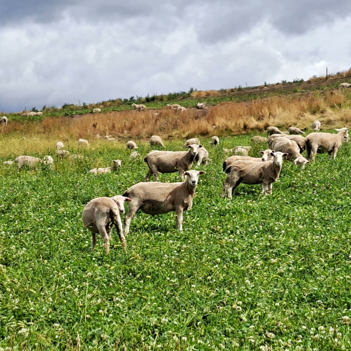 AdvisoryBlyth's tweet photo. I left New Zealand at the end of last week, now having a few days catching up with a couple of Nuffield scholars in Tasmania. They've taken me on a few farm visits which have been really interesting. Now off to Australia for more meetings and visits. #nuffield2021 #sheepTec https://t.co/3wvQQgUjxk