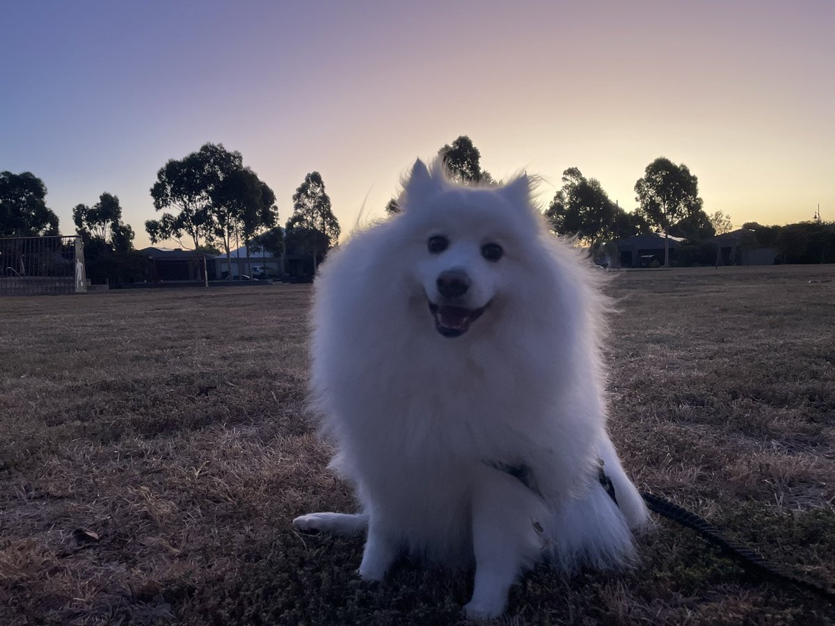diekarasu's tweet photo. #DogsOfSokkahTwitter https://t.co/WVAa5n2m5u