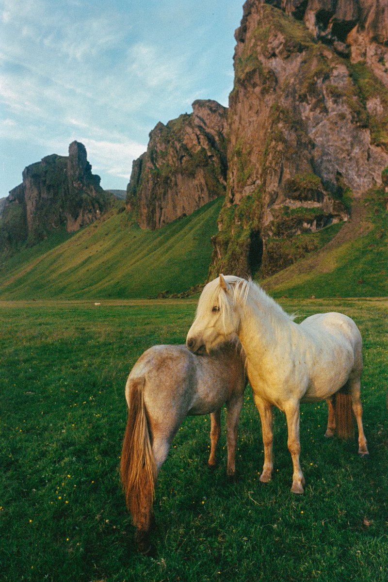 eamonsphotoss's tweet photo. Summer in Iceland on 35mm https://t.co/irKzWwJrHY