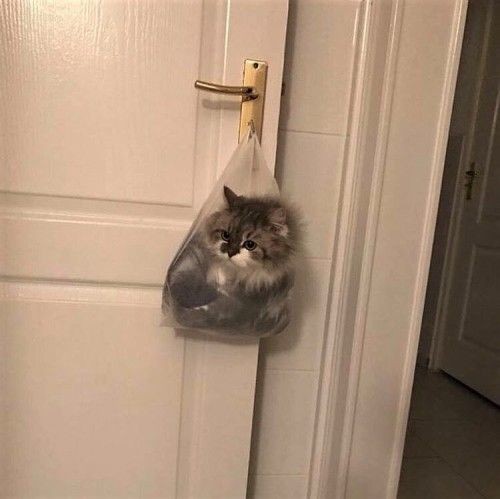 Котики 🐈