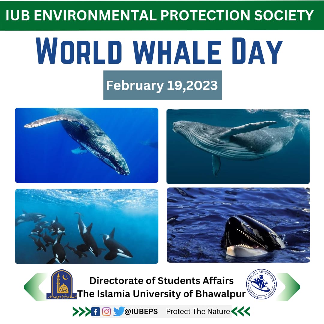 Let's copiously celebrate Whale day ! This day is celebrated worldwide to raise awareness , remind us importance of this magnificent creature Whale  & struggle for its  conservation.
#IUB
#IUBEPS
#ProtecttheNature #WhaleDay
#SaveTheWhales
#SavetheAquaticLife