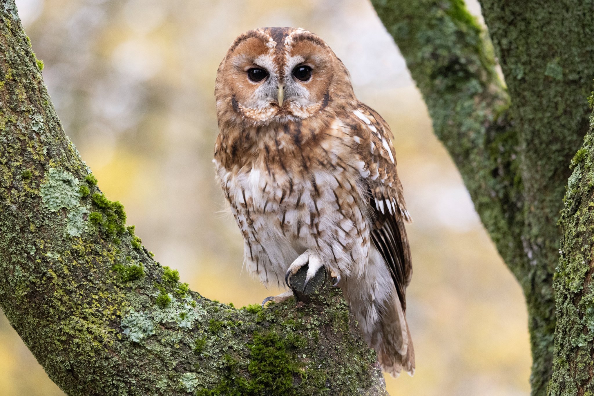 on Twitter "sykesjeff Tawny Owl