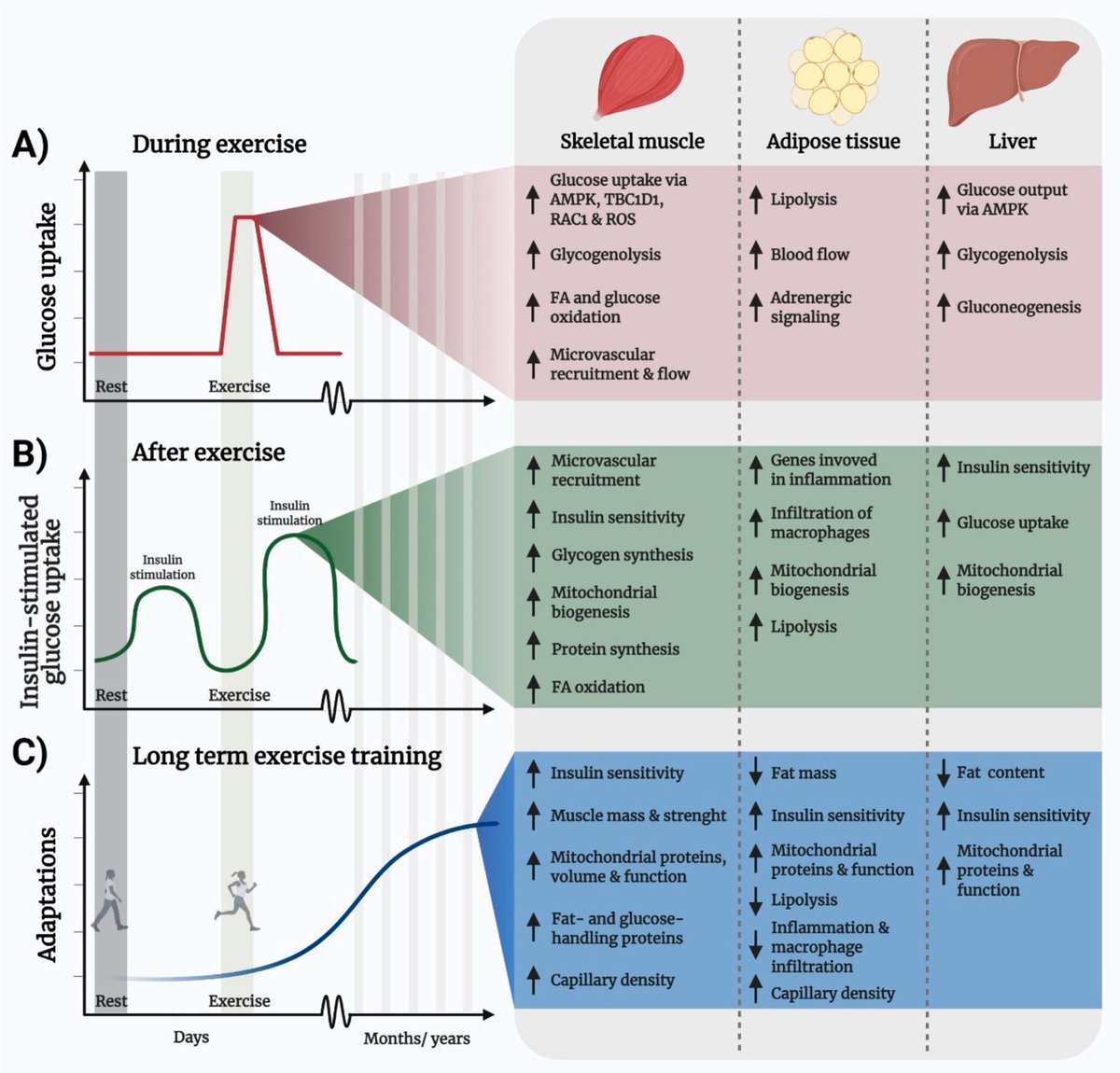 Temporal metabolic benefits of exercise and molecular mechanisms…
ncbi.nlm.nih.gov/pmc/articles/P…