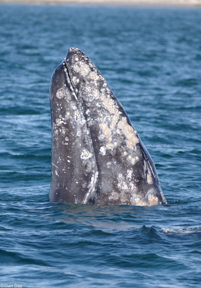 Whale whale whale, if it isn’t #WorldWhaleDay. Did you know a number of different whales visit or live in the UK’s seas? Here’s a 🧵 about UK whales. (1/6)