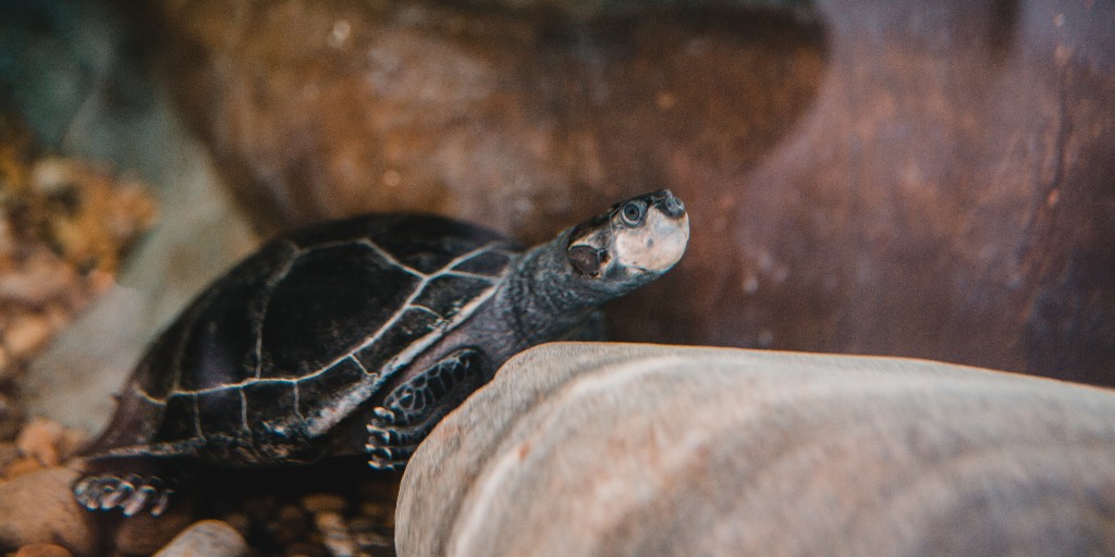 TheDeepHull's tweet photo. You can't miss our Yellow-spotted Amazon River Turtles, located right at the end of your visit as you exit our Deepartment store! 🐢
We'd love to see your snaps below! 📷
#TheDeep #TheDeepHull #Hull #Aquarium #Turtle #RiverTurtle #AmazonRiverTurtle #FunFact https://t.co/VJ8XKwAduo