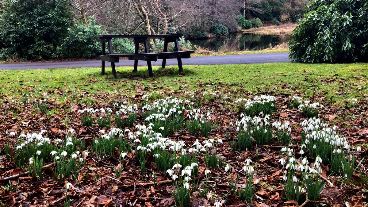 Our Snowdrops are now in full bloom, they can be seen in vast drifts beneath the trees along Paradise Path!