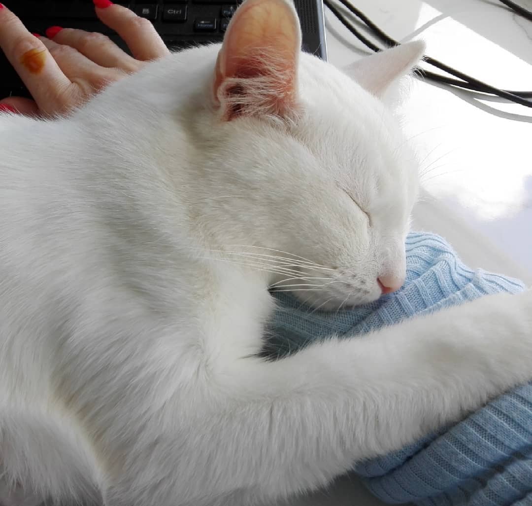 okgatomail's tweet photo. Los gatos duermen el 70% de su vida.😴 https://t.co/jrIektzMSu