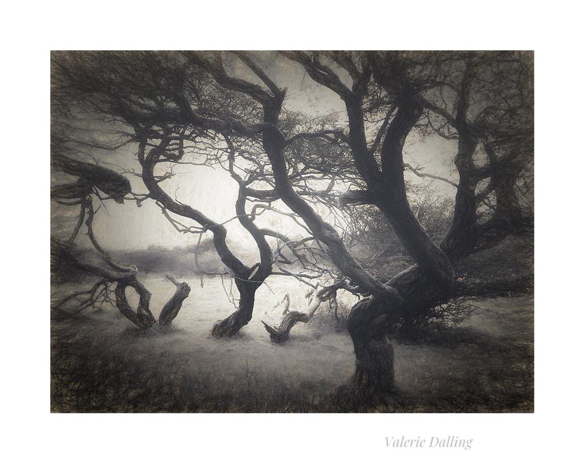 Spirit of the Hawthorns…
#peakdistrict #iPhone #sold #veryproud