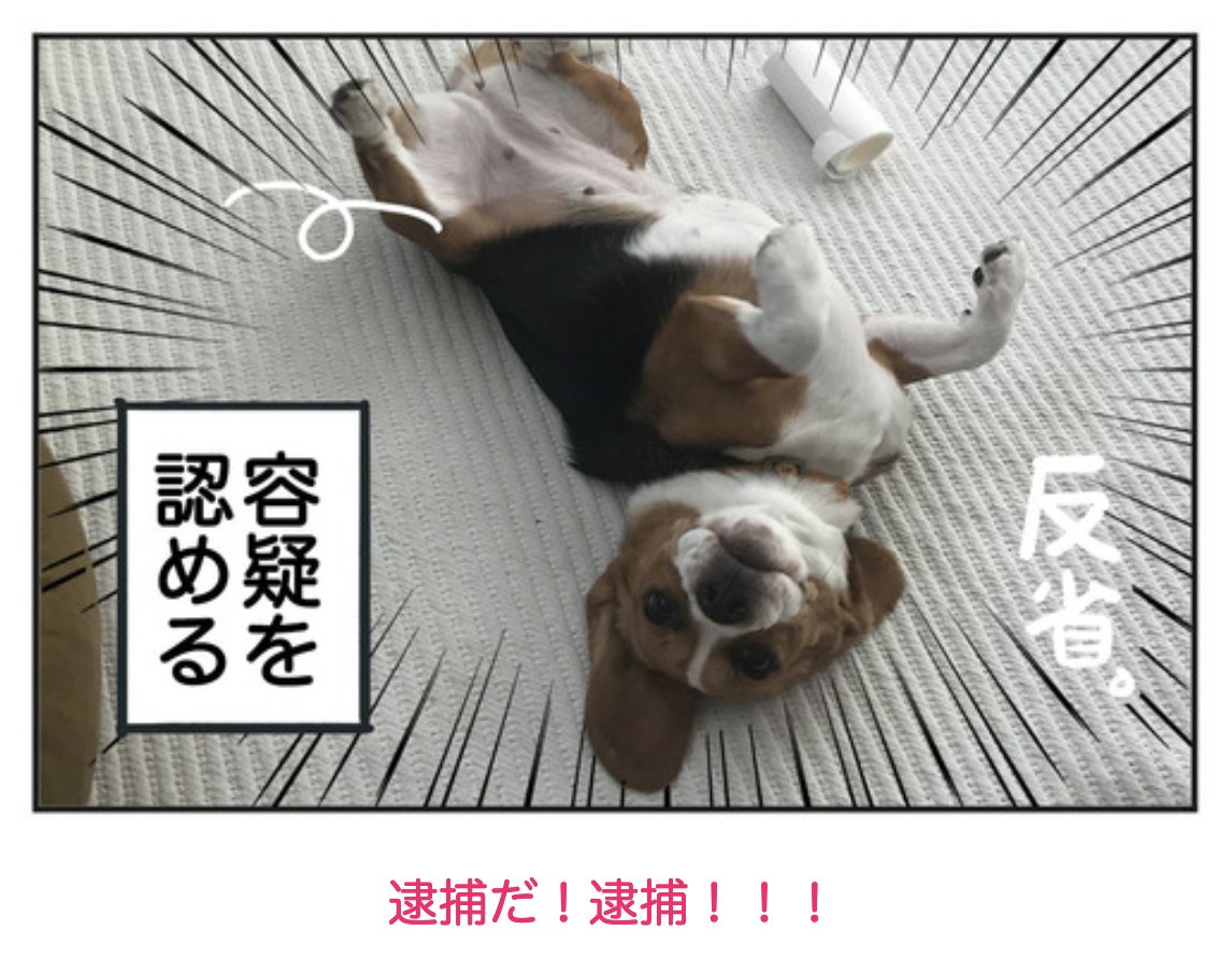 逮捕だ!逮捕!!!🐶

#ビーグル 