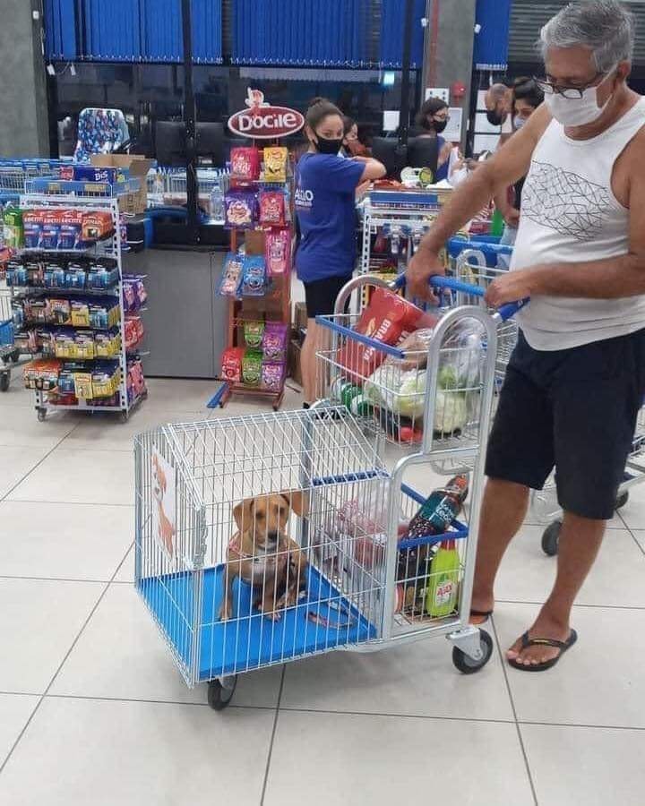 Un supermarché au Brésil propose des chariots spéciaux pour ceux qui se promènent avec leurs animaux de compagnie : cela évite de les laisser à l'extérieur du magasin.