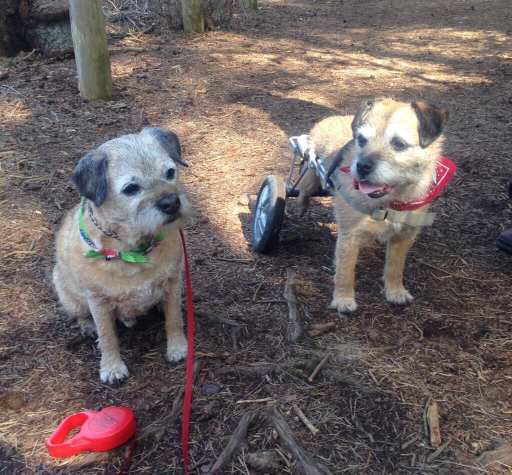 Rosie / For Lord Coco ๐๐ (@jutucker) on Twitter photo Remembering our dear pal Benson <a href="/borderonwheels/">Lord Benson ๐</a> , on what would have been his birthday. Old pals reunited.โค๏ธ Remembering our dear pal Benson <a href="/borderonwheels/">Lord Benson ๐</a> , on what would have been his birthday. Old pals reunited.โค๏ธ
