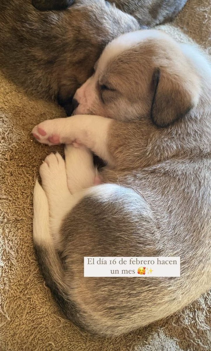 ChoniYuli's tweet photo. Es busca família per a cinc cadells nascuts el 16 de gener. La persona de contacte és la Sheila Innata, i us podeu posar en contacte amb ella al número de telèfon 687 64 09 48. Moltes gràcies 🫶 s'agraeix difusió 🌷💘💖 https://t.co/fPGETs7Wdd