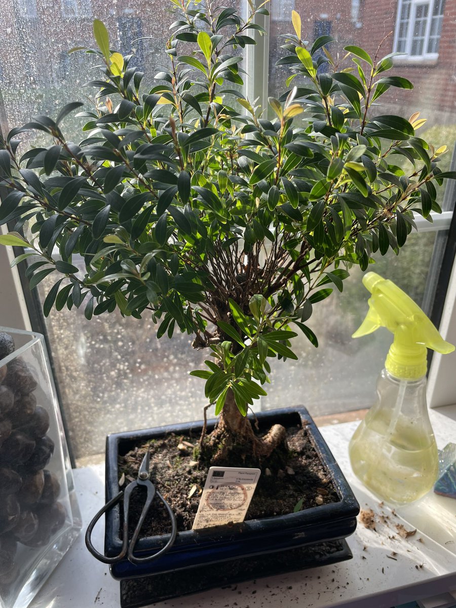 Today we are celebrating a whole year of survival in its new location!!! #Bonsai