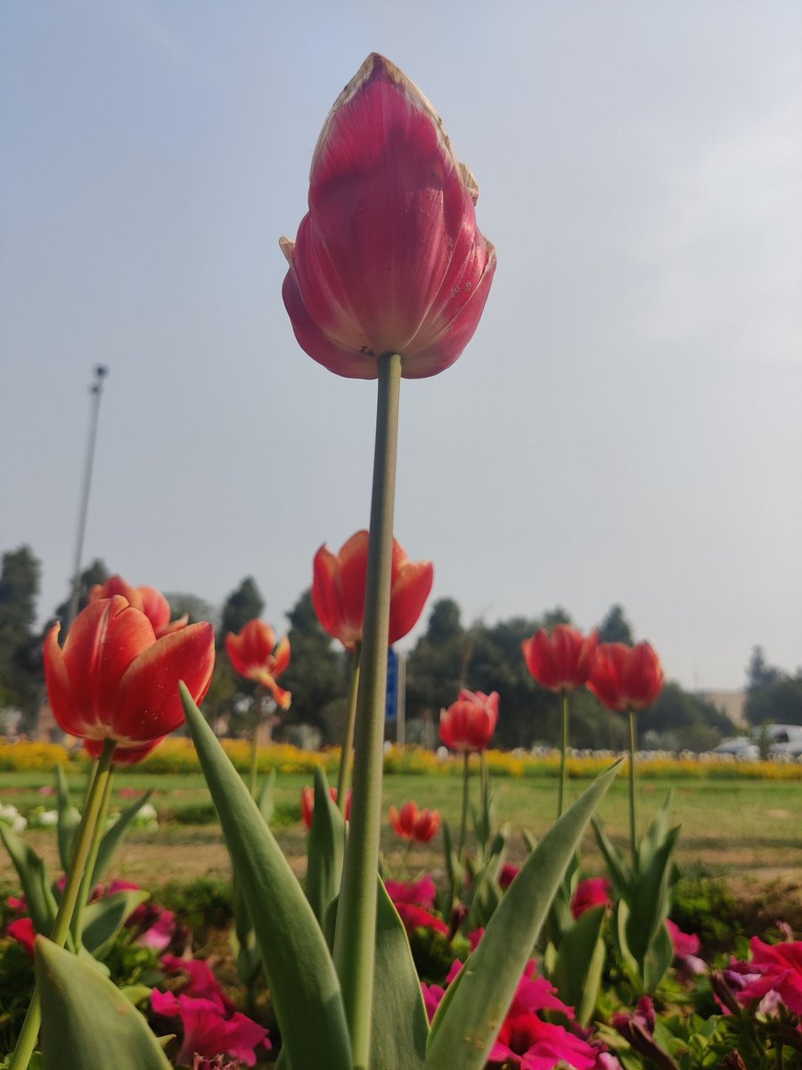 Tulips make "two lips" smile #NDMCTulipFestival