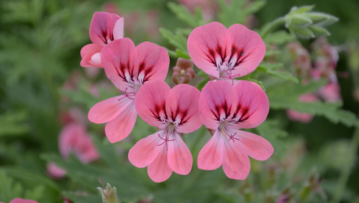 growingcrazy_uk's tweet photo. Scented Leaf Pelargonium 'Lara Starshine' always looks bright and cheerful in a pot or in a garden. It has a strong rose-lemon scent with a display of large pink flowers.
#garden #gardening #plants #flowers #Pelargonium #geranium #allotment #scentedleaf https://t.co/A7iqYEMZNE
