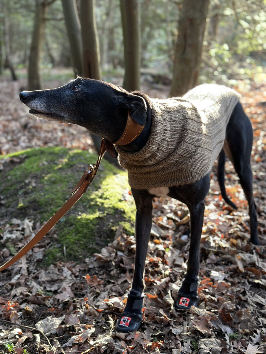 Sunday morning walk #Greyhound #dogjumper #dogsweater #sighthound #handknit #londondog