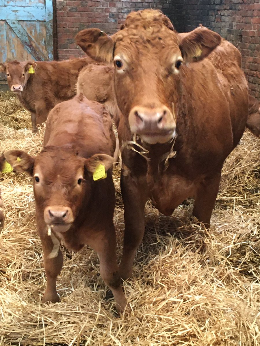 GrasslandsFarm's tweet image. Tyson one of our bull calves born last year with his mum Peggy