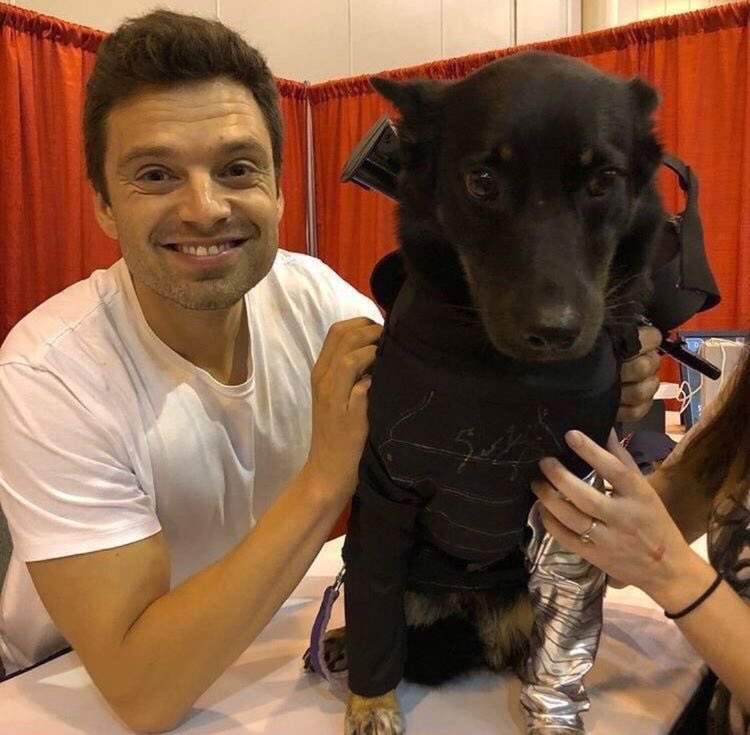 Lizzie922's tweet photo. Sebastian Stan with dogs 🥰 https://t.co/2zOiy97UCd