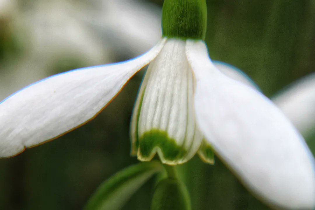 A colourful afternoon of nature and scarecrows around Tatton Park Gardens. <a href="/nationaltrust/">National Trust</a> @tatton_park #nature #scarecrows #scarecrowfestival #HalfTerm #ThingsToDo #nationaltrust #Cheshire #Knutsford <a href="/cheshirelife/">Cheshire Life</a>