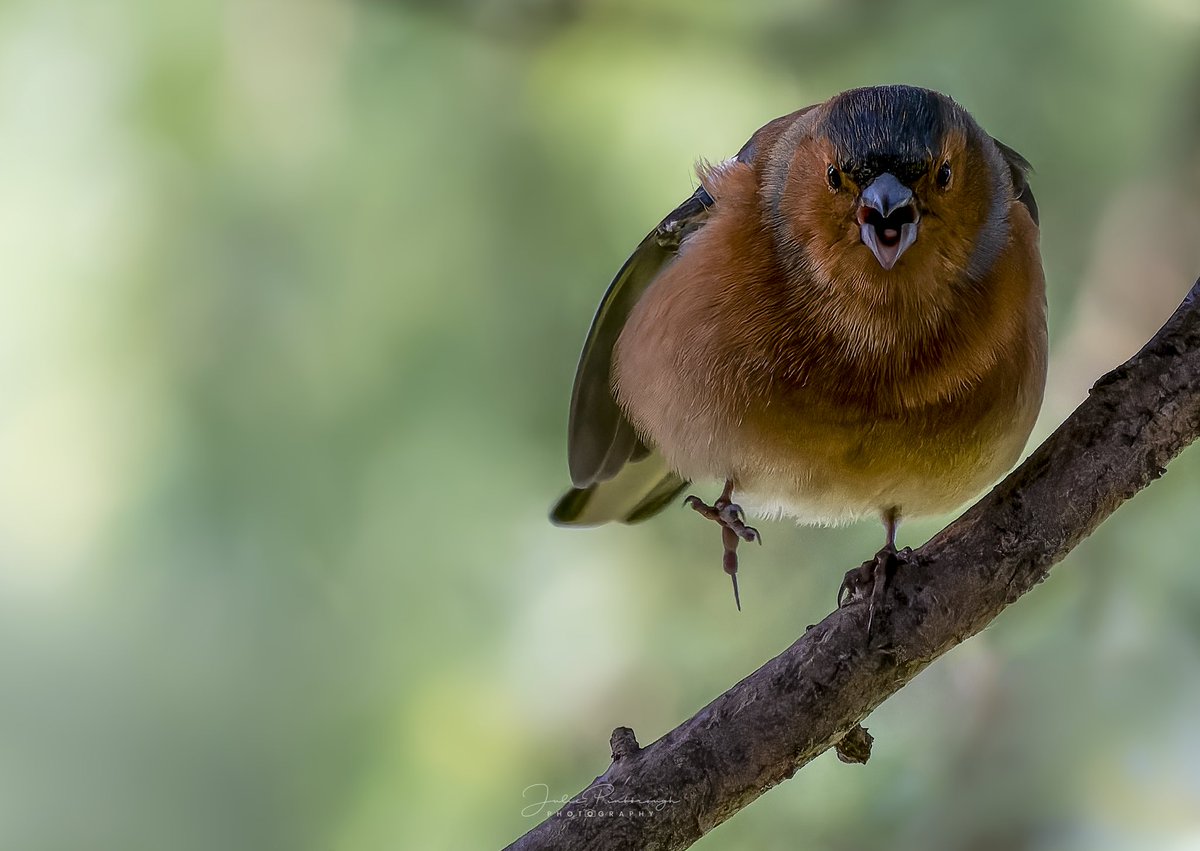 atthelondongirl's tweet photo. “No photos … I said, NO photos.” #greenwich #Greenwichpark #birdsoflondon #londonbirds https://t.co/UEGiROtWwW