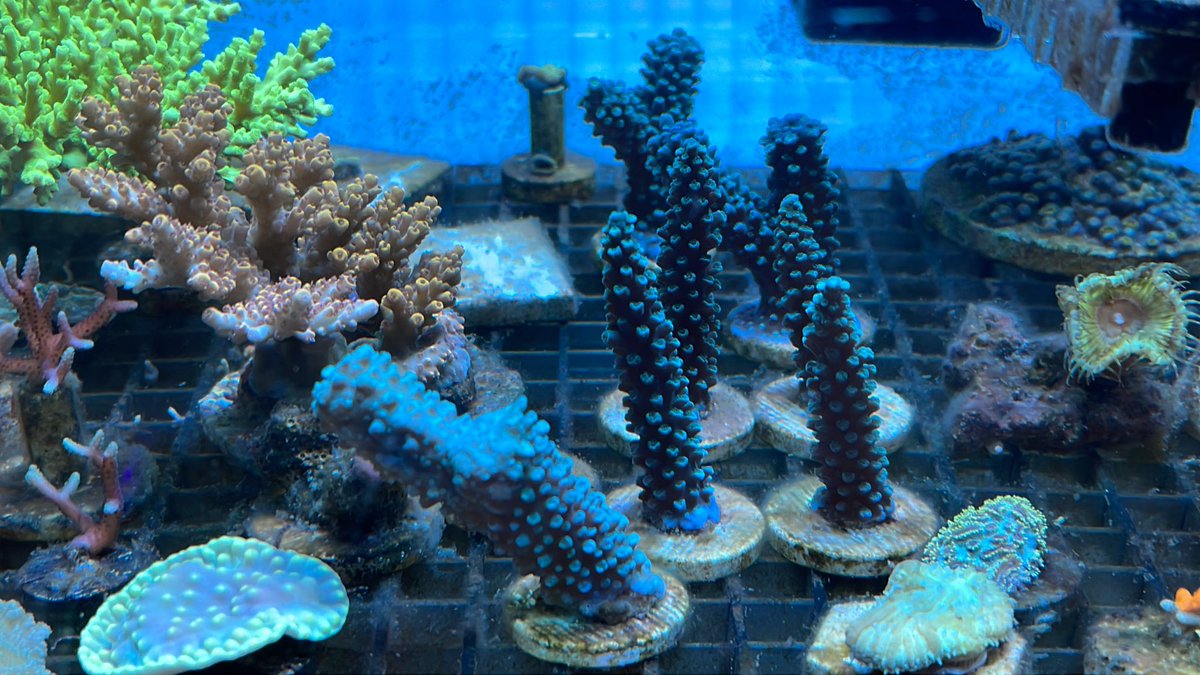 m7_Micro_sea's tweet photo. カット211日目
未だ完全に被覆出来てない
1フラグだけ被覆限界が近い https://t.co/7ToRvJ1lSB