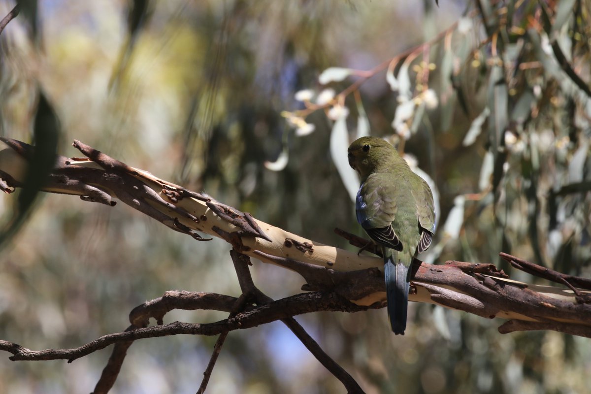 Rowan Mott tweet media