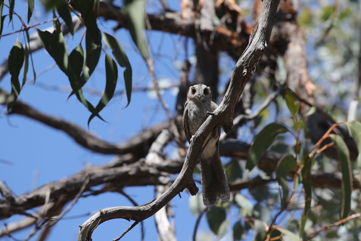 Rowan Mott tweet media