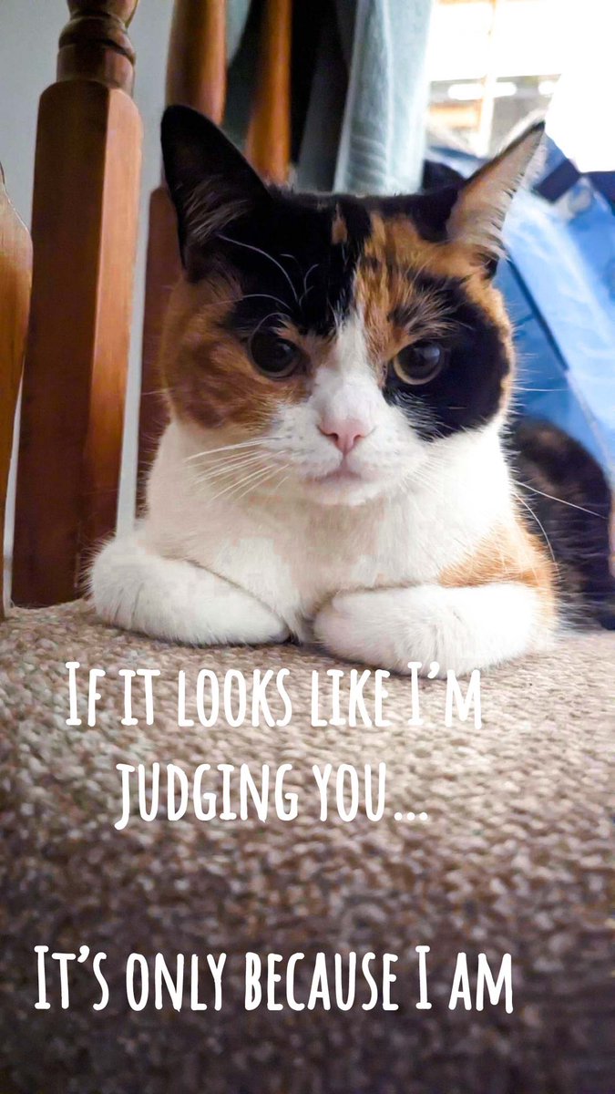 #CatsOfTwitter The Judge 📸 <a href="/icoo/">Michelle Isme</a>