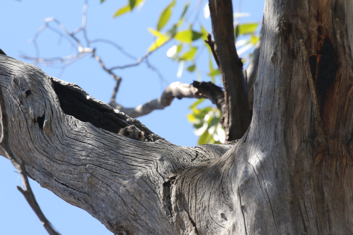 Rowan Mott (@roamingmoth) on Twitter photo First time out collecting data for my new <a href="/BushHeritageAus/">Bush Heritage</a> job and I was lucky enough to see some great #birds. I think I am going to like my new field sites a lot. #WildOz First time out collecting data for my new <a href="/BushHeritageAus/">Bush Heritage</a> job and I was lucky enough to see some great #birds. I think I am going to like my new field sites a lot. #WildOz