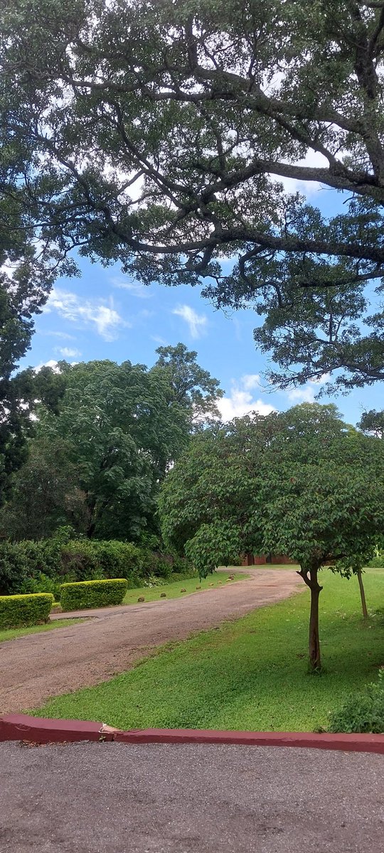 MNerur's tweet image. #walking #treevillage #trees #nature撮影会 #NaturePhotography #naturelovers #TwitterNatureCommunity #garden_walk