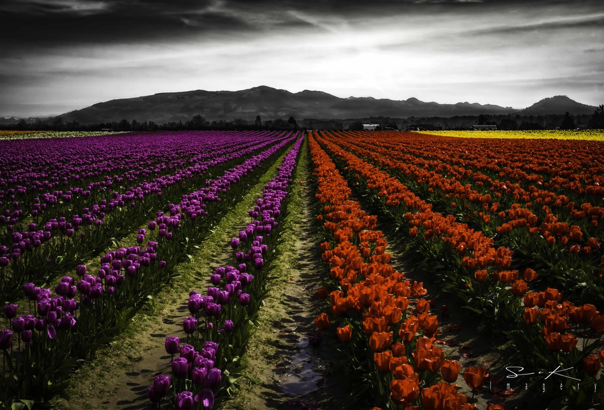 Hi everyone! Time for #2CentsSunday! Post a shot that you’d like  #constructivecriticism, #critique, or maybe just some #tips!
Here’s a field of #tulips from #SkagitValley #Washington.
Never been a fan of this. 😒 Tried to be cool with #selectivecolor, but It’s weird…yeah? 🫣