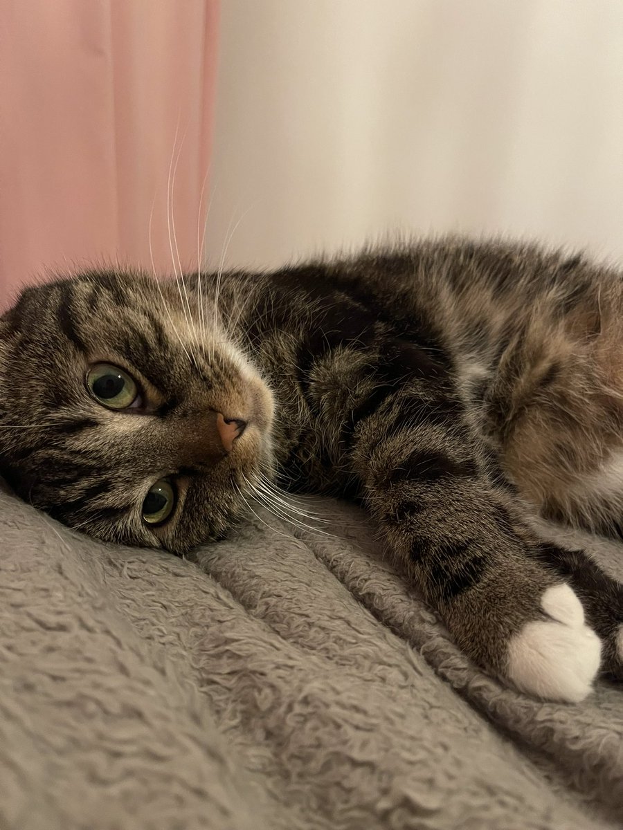 lepeha96's tweet photo. @MsBulochka Такий носик маємо 🐱 https://t.co/IGCqUFoFtH