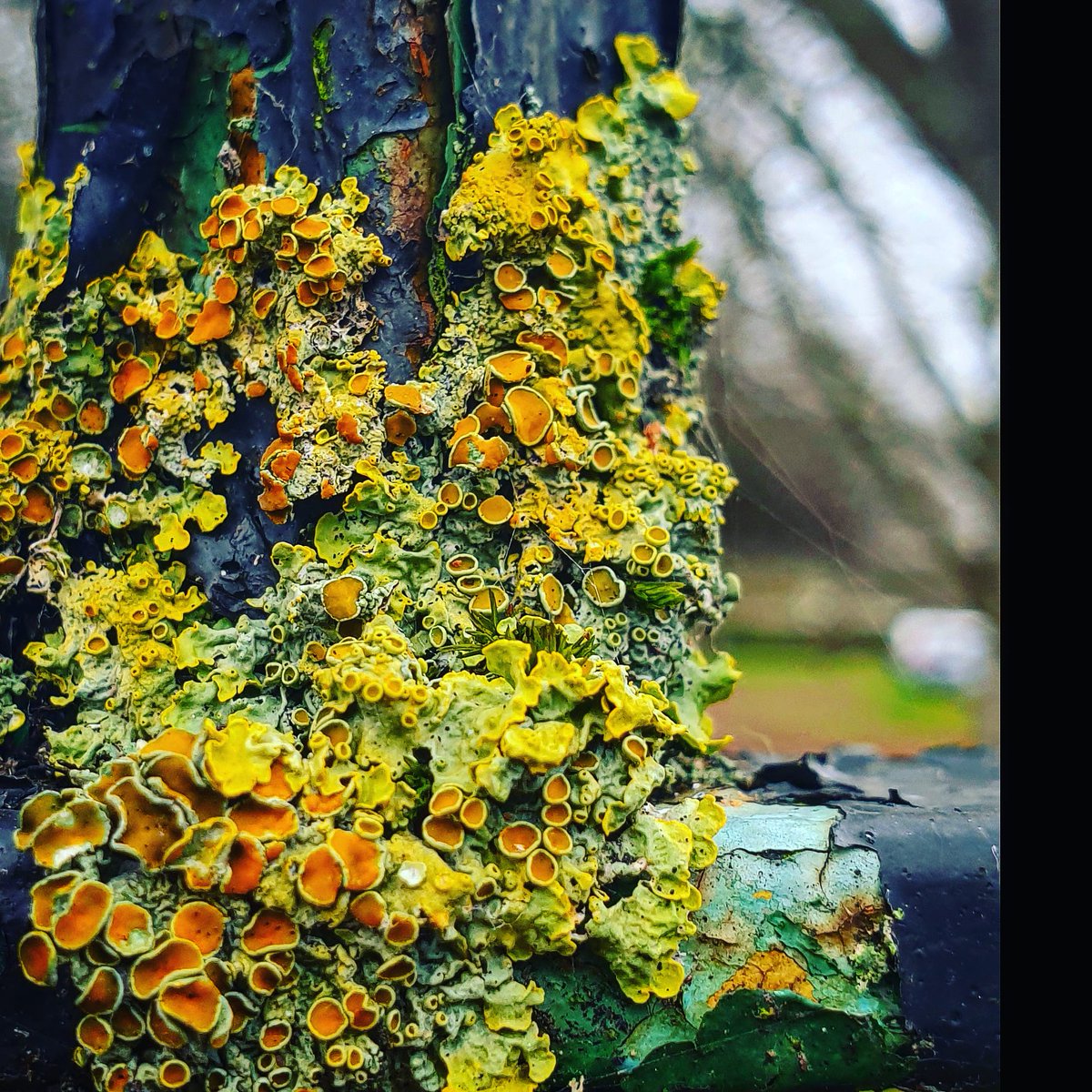 On the park railings, lichens gather in witness, along and beside. #nature #poetry #poetrycommunity  #poetrylovers #poems #urban   #poet #writingcommunity #photography #haiku  #haikupoem #haikupoetry
