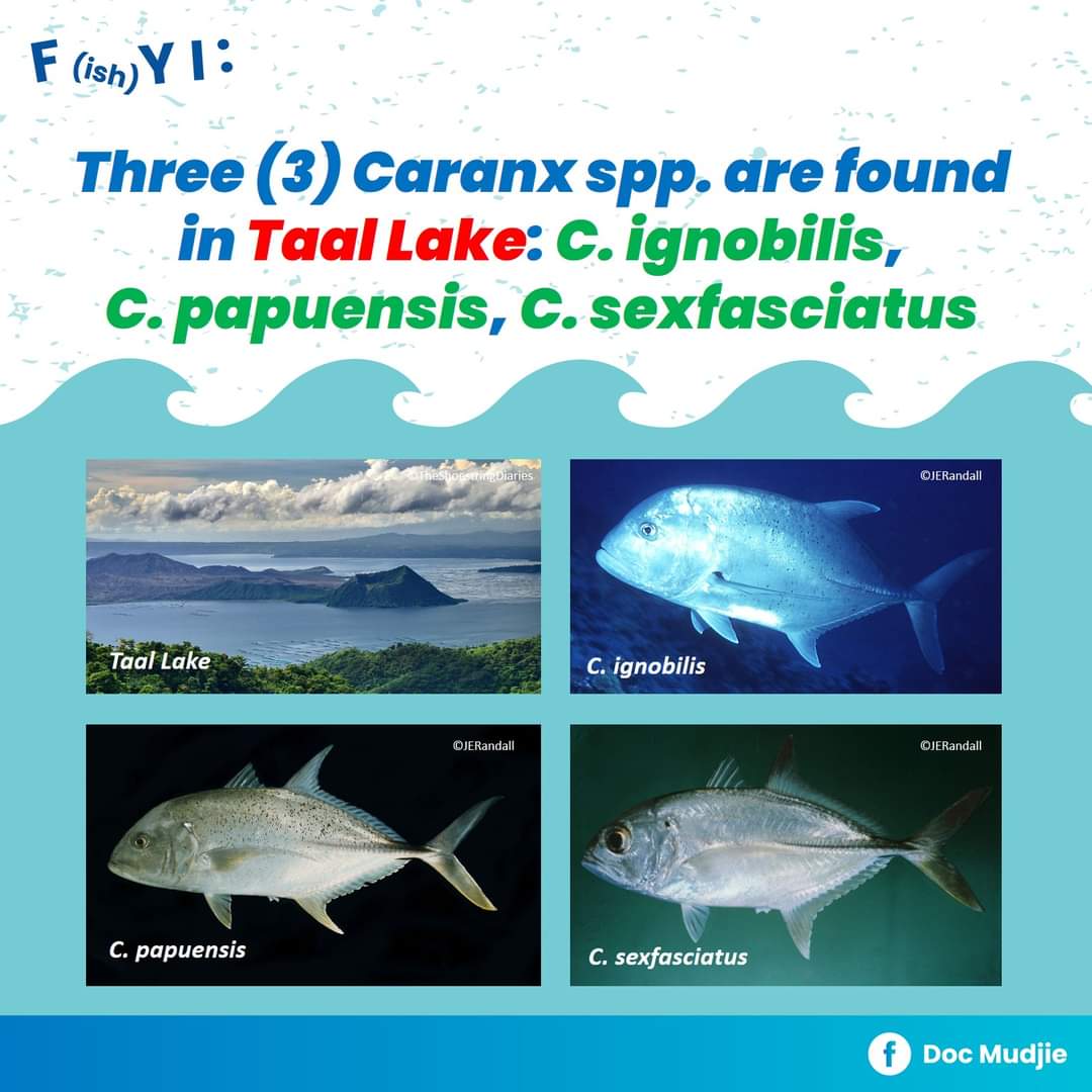 mudjiesantos's tweet photo. 3 Caranx spp. In Taal Lake, Philippines: C. ignobilis, C. papuensis, C. sexfasciatus. Read references here: https://t.co/qShprA4Zq2 https://t.co/4RpPPwjdvN https://t.co/nn0TR2oxAi