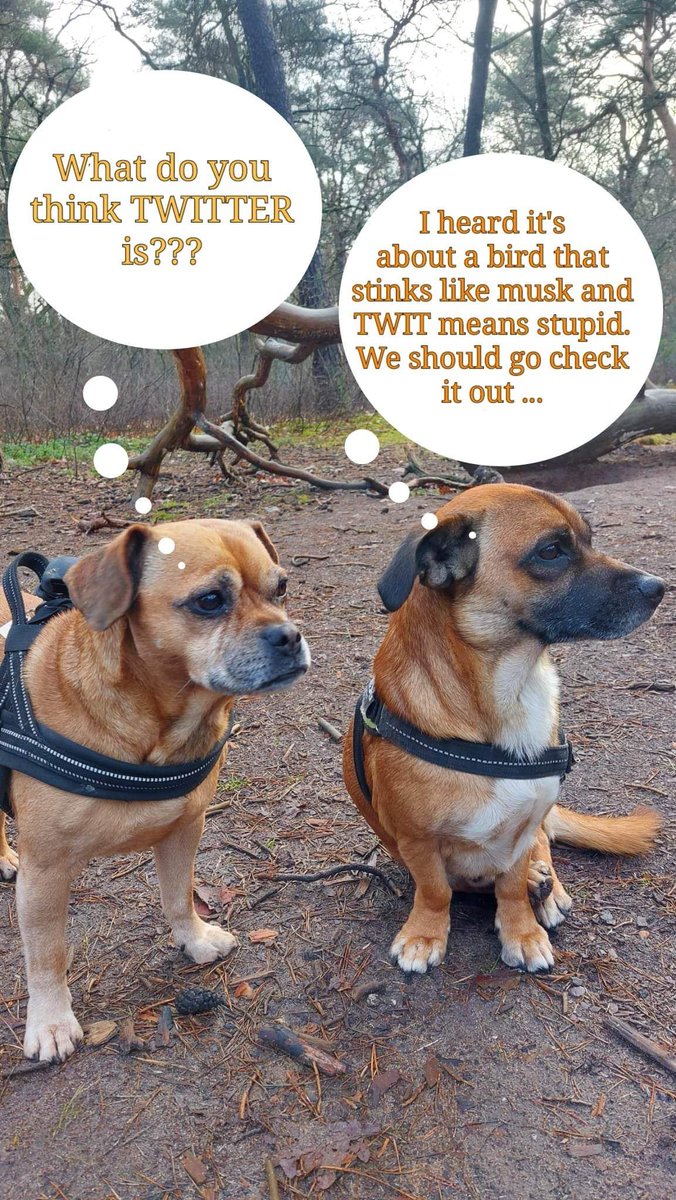 Jonny Puggle &amp; Pepper find their way into Twitter World..( this should get interesting)