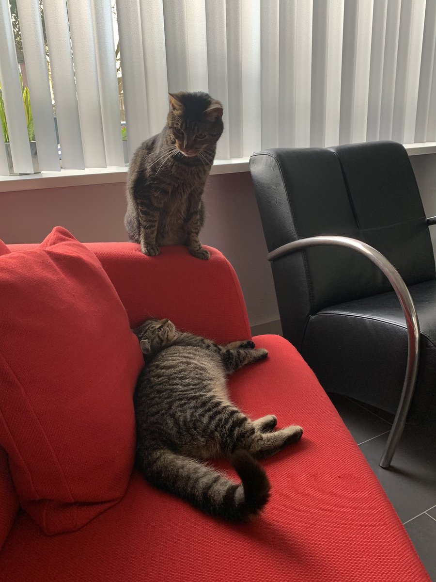 sunnygirlangie's tweet photo. Wij hadden net visite van de one and only #Chiro. De heren vinden spelen met elkaar tegenwoordig erg leuk 😸. #CatsOfTwitter #Banjer https://t.co/8YOmEEVmRd