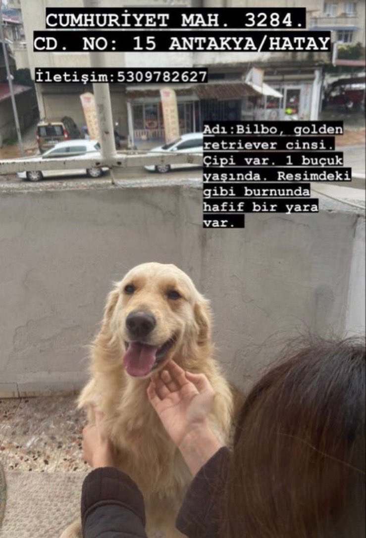 Maalesef aileyi kaybettik. Enkazda Bilbo yoktu, şimdi tek umudumuz onlardan kalan Bilbo’yu bulabilmek.. Acaba paylaşabilir misiniz?
Antakya / Hatay

<a href="/Dogann_Dilara/">Dilara</a>