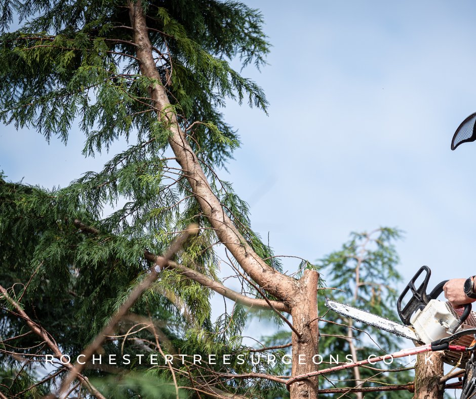 rochester_tree's tweet image. Priority number one should be solving your tree problems, Rochester Tree Surgeons is here for your tree cutting, stump grinding and other tree surgery services!
#treeservices #treecutting #treeproblems