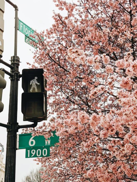 DMVFollowers's tweet photo. Cherry Blossoms in February?! 😳 https://t.co/I9ihU7dt0C