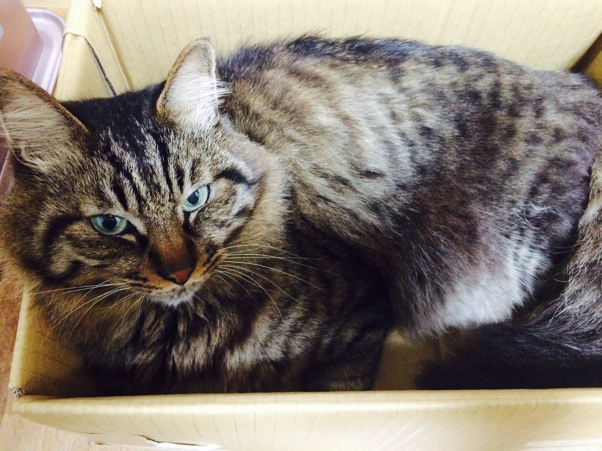 _chii0530's tweet photo. 【拡散希望】猫を探しています。自宅周辺から5/13午後3時頃の目撃を最後に行方不明です。臆病な性格なので車の下や家の軒先き等に隠れているかもしれません。どうか情報提供をお願いします。 ＃千葉県 ＃八街市 ＃迷い猫 ＃迷子猫 ＃猫 https://t.co/QVJxLHomZ0