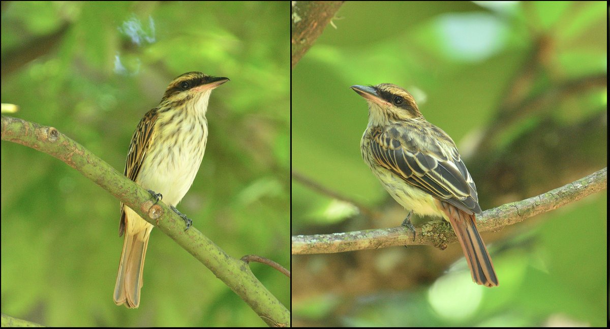 ecarrascal's tweet image. Myiodynastes luteiventris (¿lo es? #spamdepajaritosretratados