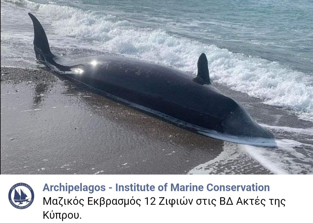 Mass stranding of 12 Cuvier’s beaked whale on the North-West coast of Cyprus #UnderwaterNoisePollution archipelago.gr/en/mass-strand…  #WorldWhaleDay