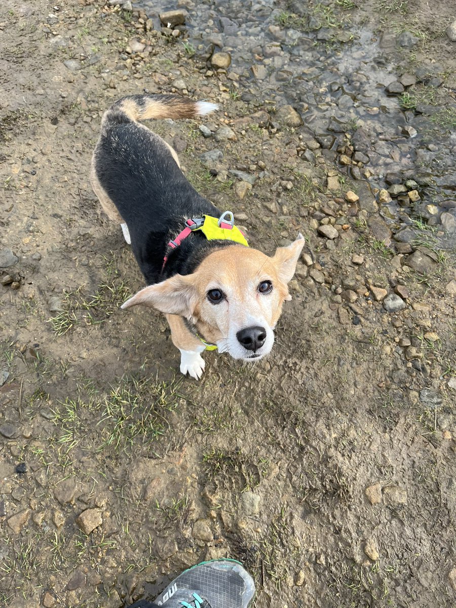 How is Oggy doin on the Raff-Ometer? <a href="/Raffa2006/">🌈Angel Raffa🐞 Sasha Beagle🐞</a> 🤣