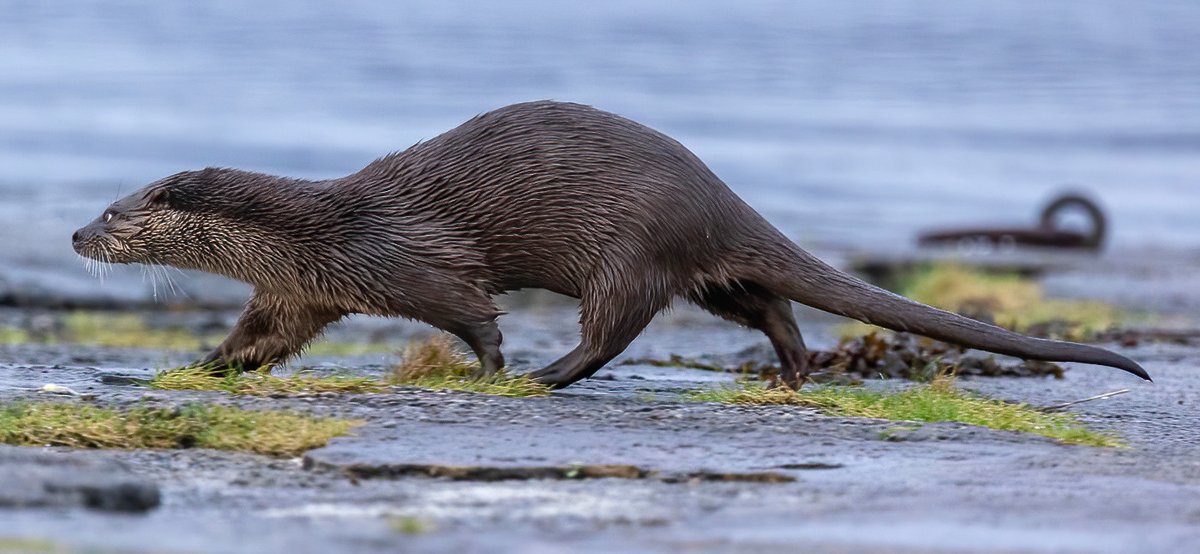 StephenLawson52's tweet photo. And it's a quick scurry across the pier and determined not to make eye contact.🙈🤣🤣🤣 #otter #wildlifephotography #canonphotography #canonr6 https://t.co/8fE10d8bJE