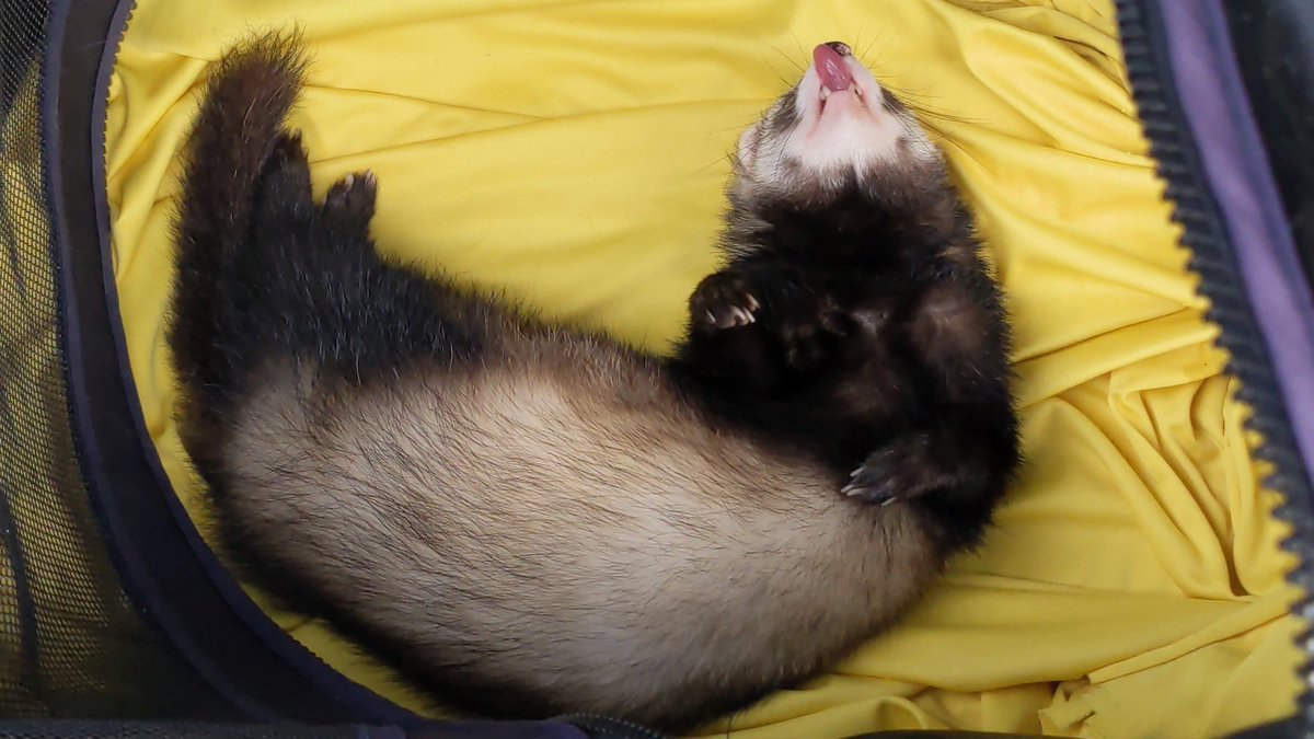 Blep 👅 #Ferret